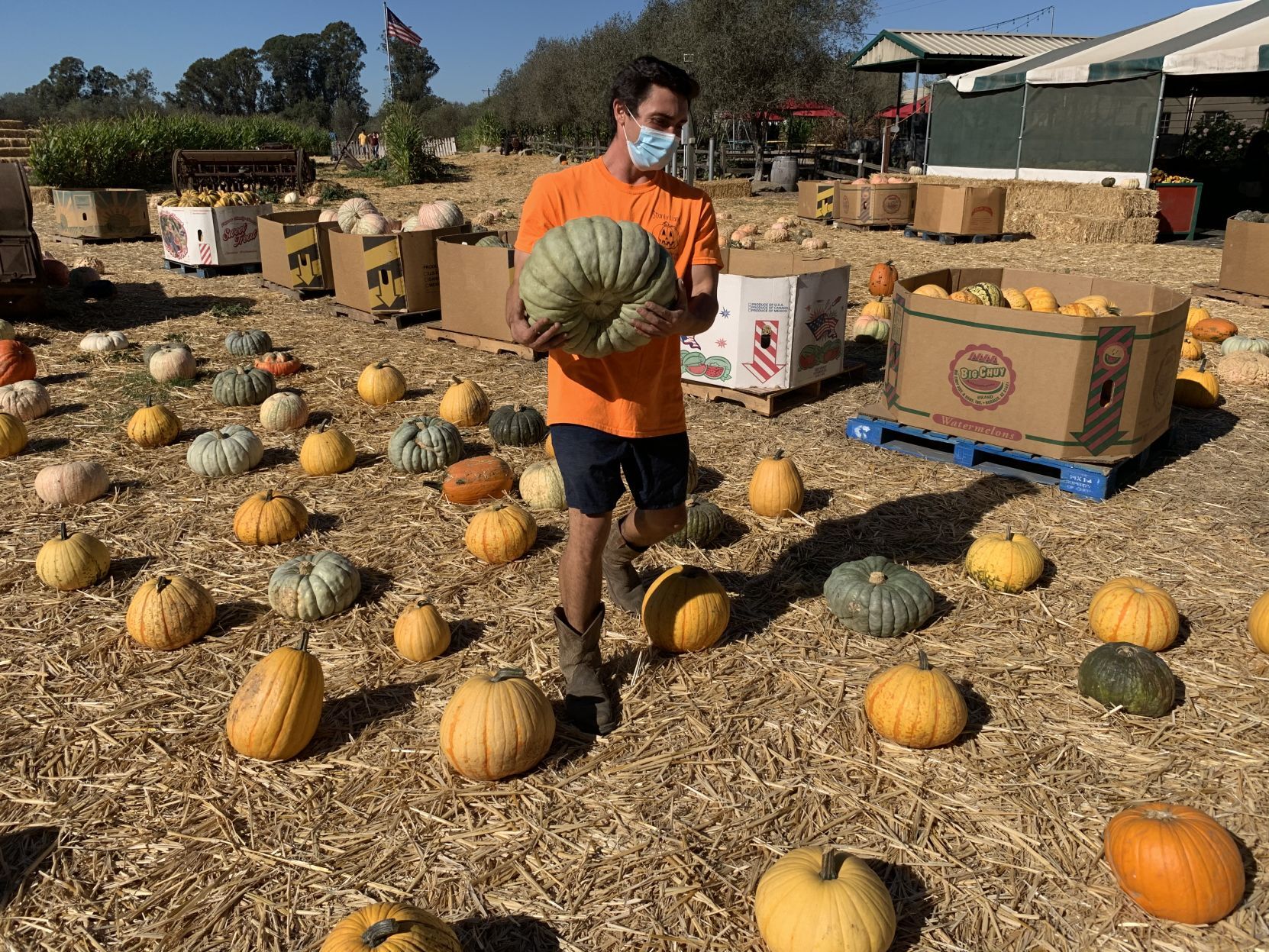 2020 pumpkin patch